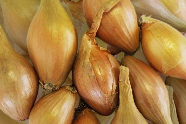 Лук-шалот Золотой бочонок: секреты урожая и особенности ухода