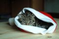 Не дайте своему коту замерзнуть: как обеспечить комфорт зимой
