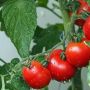 Томат Снежный барс: ранний урожай крупных плодов для холодного климата