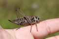 ������ ���� ���������������� �� ���������� �������� �����������, ��� ���������� ����� ������ ��������� �� ���������� �. ������