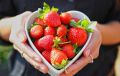 Семь простых способов включить клубнику в повседневную кухню