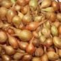 Лук Русалка: секрет сладости и высокой продуктивности на вашем огороде
