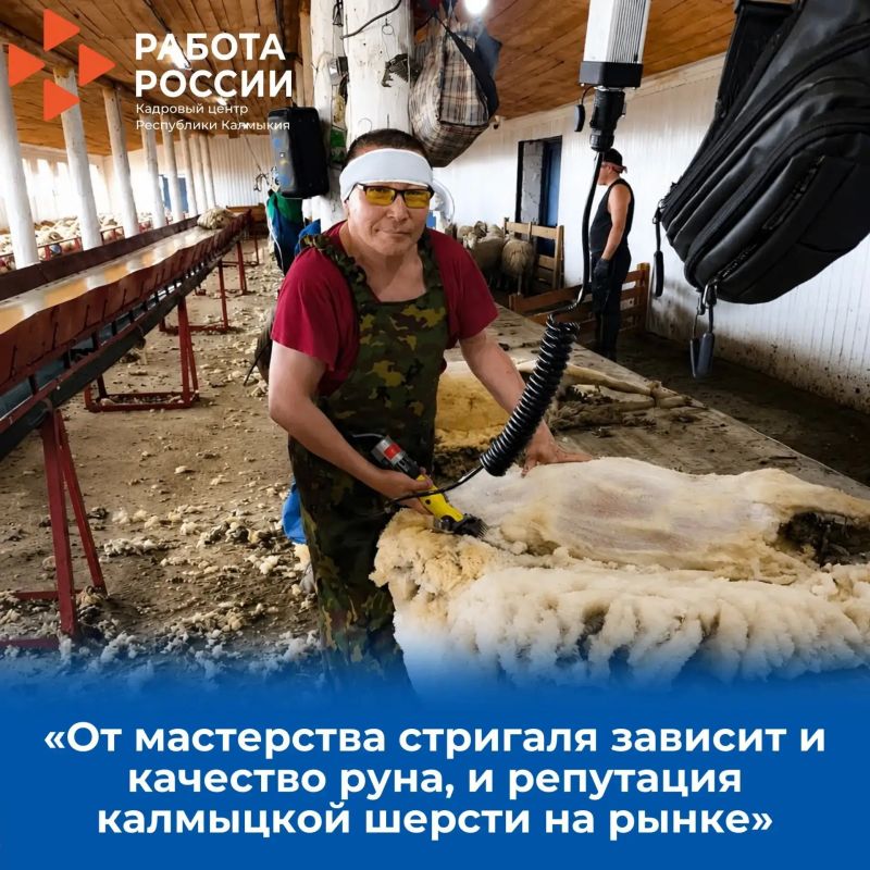 17 жителей Калмыкии получили работу во время стригальной кампании 17 жителей Калмыкии получили работу во время стригальной кампании