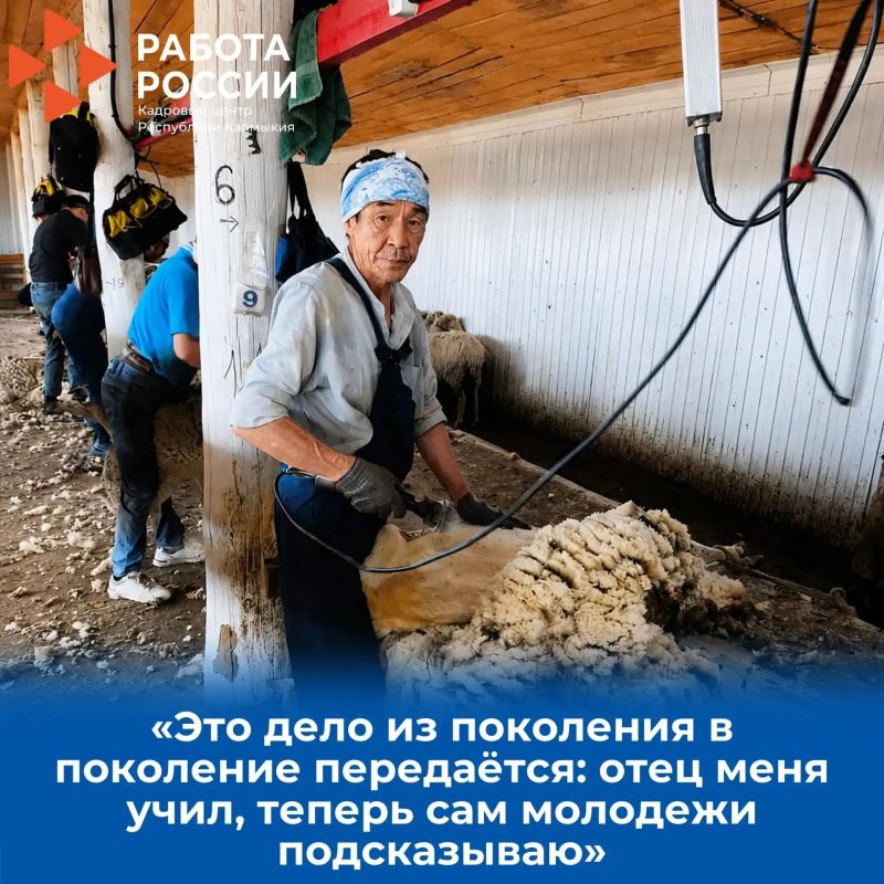 17 жителей Калмыкии получили работу во время стригальной кампании 17 жителей Калмыкии получили работу во время стригальной кампании