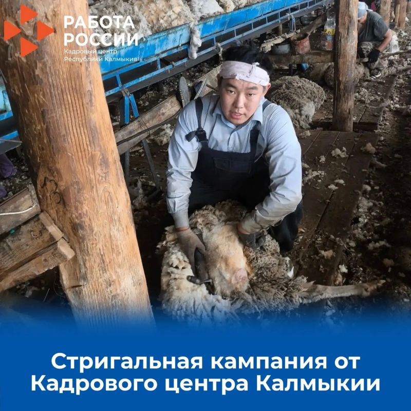 17 жителей Калмыкии получили работу во время стригальной кампании 17 жителей Калмыкии получили работу во время стригальной кампании