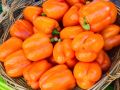 Секреты успешного выращивания перца: как получить урожай, который можно похвалиться