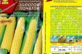 Кукуруза Золотой початок: секреты выращивания и впечатляющие урожаи