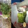 Два факта незаконного оборота наркотических средств в крупном размере выявлены полицейскими в Юстинском районе