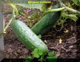 Как вернуть жизнь увядшим огурцам и продлить урожай до морозов