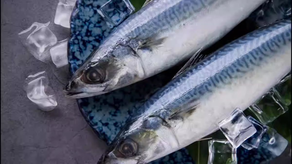 Рыба с ртутью: какую лучше избегать для здоровья
