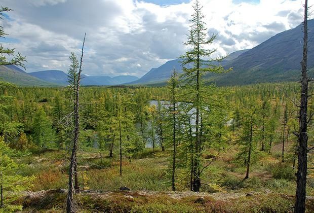 Лукунский лес: уникальное природное наследие на краю света