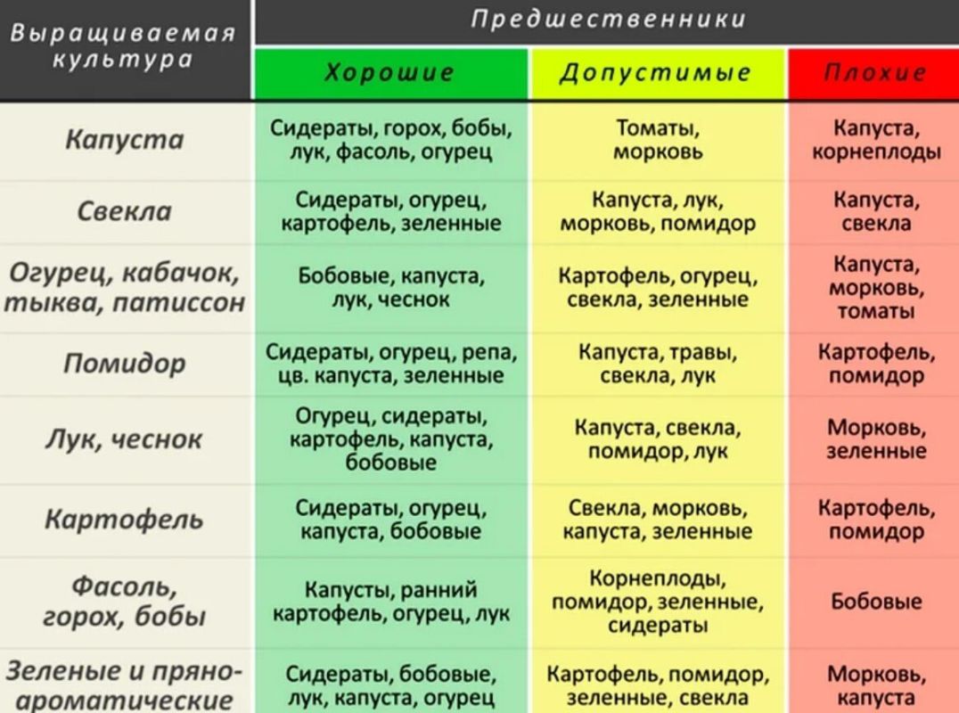 Как правильно спланировать огород: секреты успешного севооборота в 2026 году