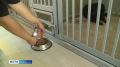 В Элисте стартовала благотворительная акция «Корзины добра» в поддержку бездомных животных