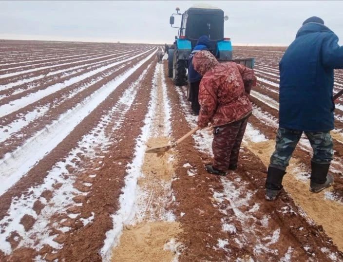 В лесных питомниках Калмыкии проходит инвентаризация посадочного материала В лесных питомниках Калмыкии проходит инвентаризация посадочного материала