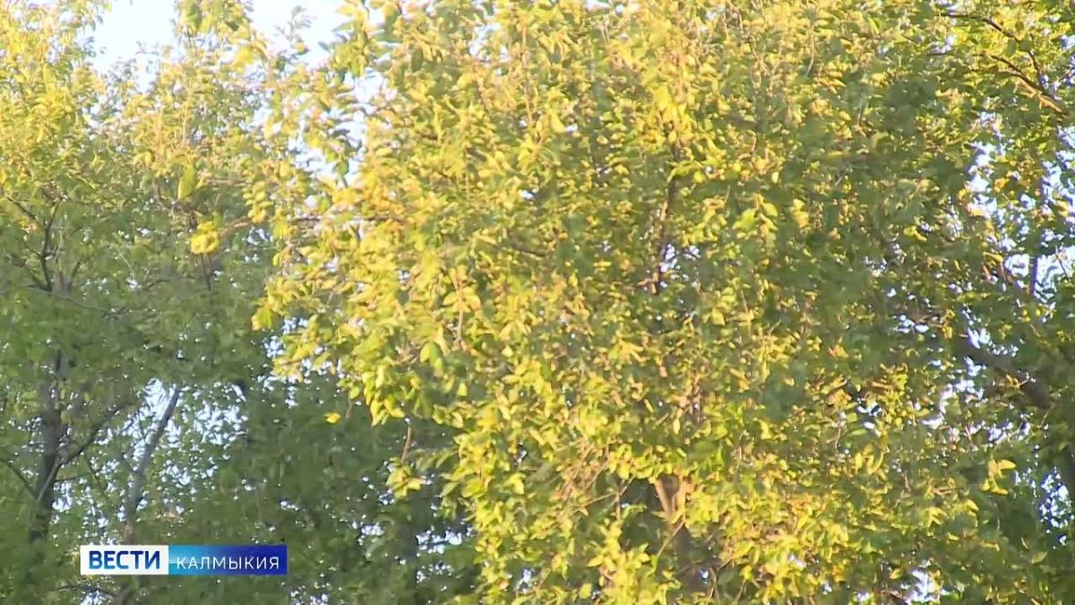 Элистинцы наслаждаются возвращением бабьего лета