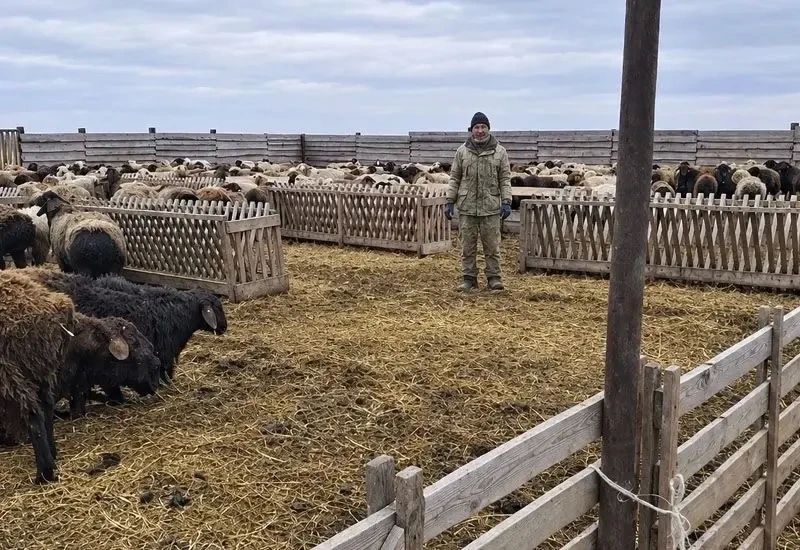 В Калмыкии на 50% выросло число трудоустроенных животноводов