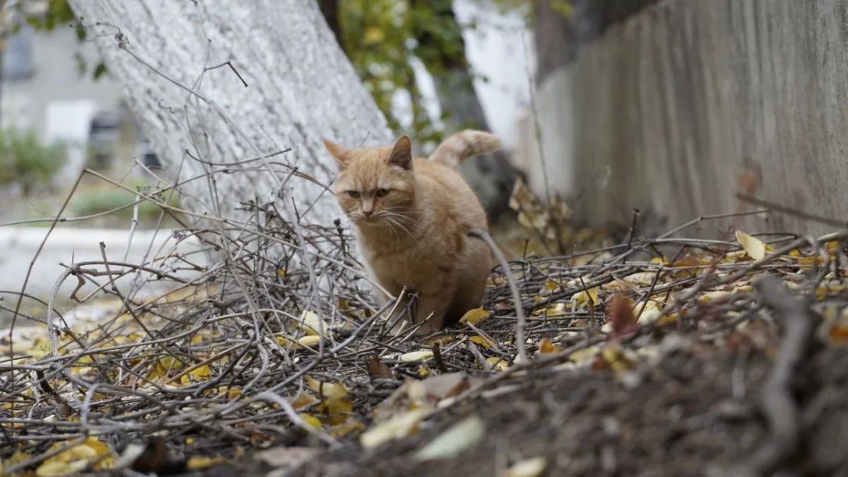 Доброе утро!. Сегодня 18 октября, воскресенье