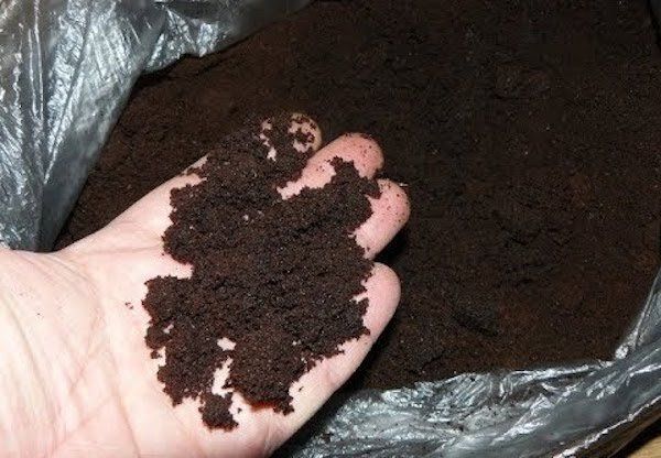 Как использовать кофейную гущу в садоводстве: пять креативных способов