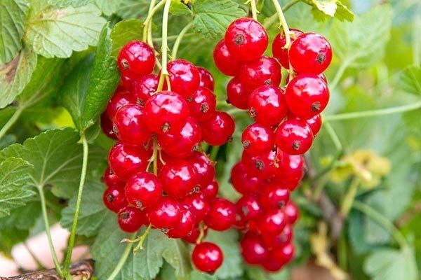 Смородина Рондом: приручая плодовитость и ароматы