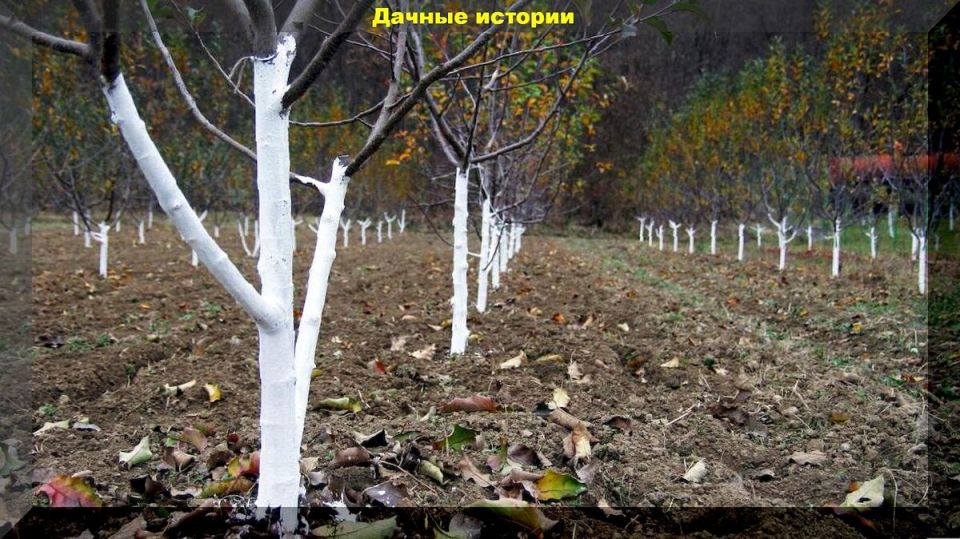 Осенняя побелка деревьев: как защитить свой сад