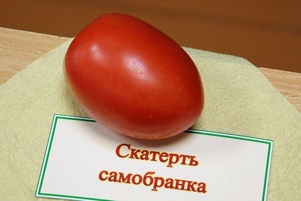 Томат Скатерть-самобранка: секреты успеха и популярность среди садоводов