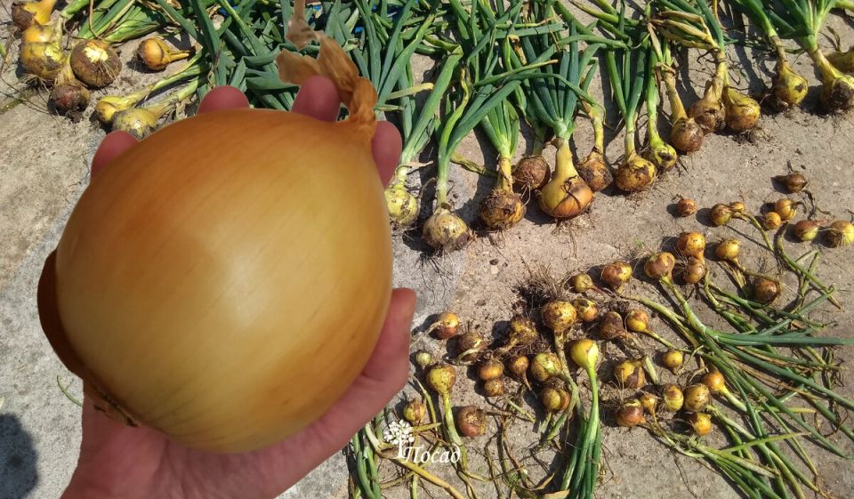 Гигантские луковицы: стоит ли стремиться к рекордам в садоводстве?