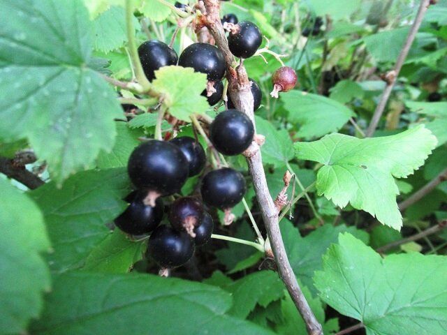 Уход за черной смородиной после сбора урожая