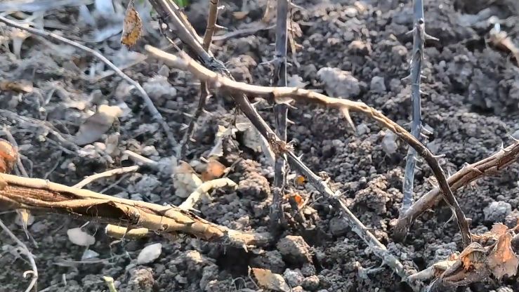 Как не остаться без роз: критические ошибки при зимнем укрытии