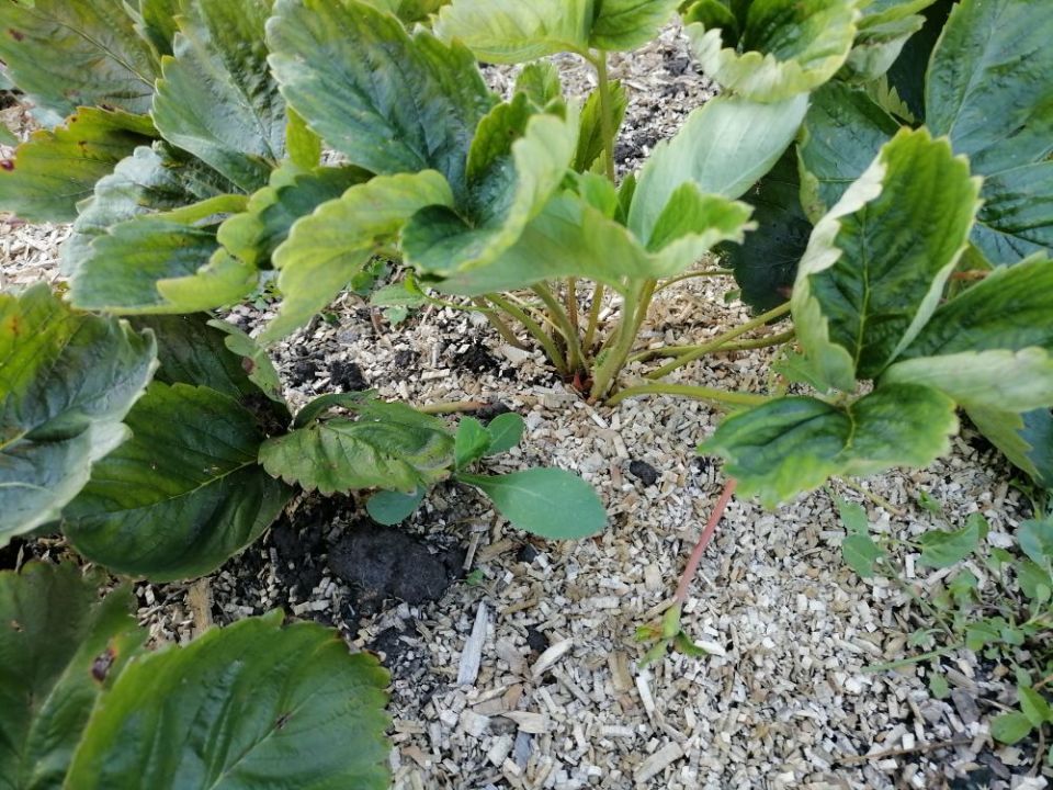 Уход за земляникой: стрижка и восстановление после сбора урожая