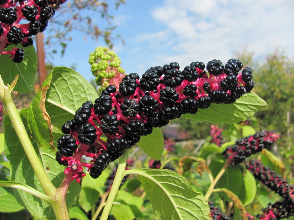 Фитолакка: экзотическая красота с ядовитым зарядом