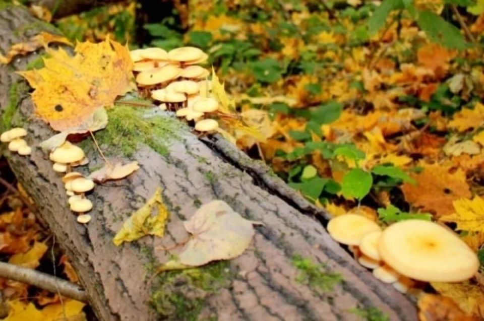 В Килеевском районе нагрянула операция по спасению грибников