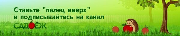 Все, о чем нужно помнить при уходе за вишней: главные ошибки садоводов
