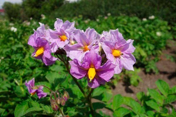 Картофель Василёк: все нюансы и секреты успешного выращивания