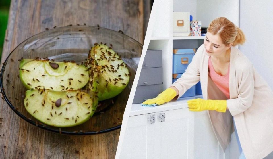 Эффективные способы избавиться от мошек в квартире без затрат на дорогие средства