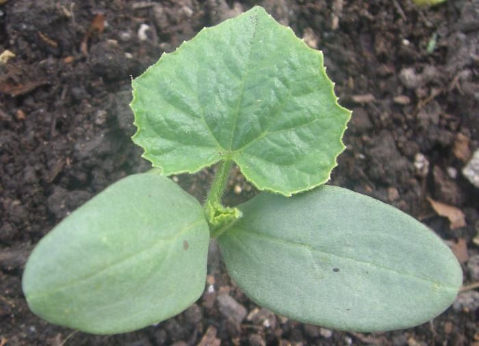 Как продлить урожай огурцов: эффективные советы для огородников