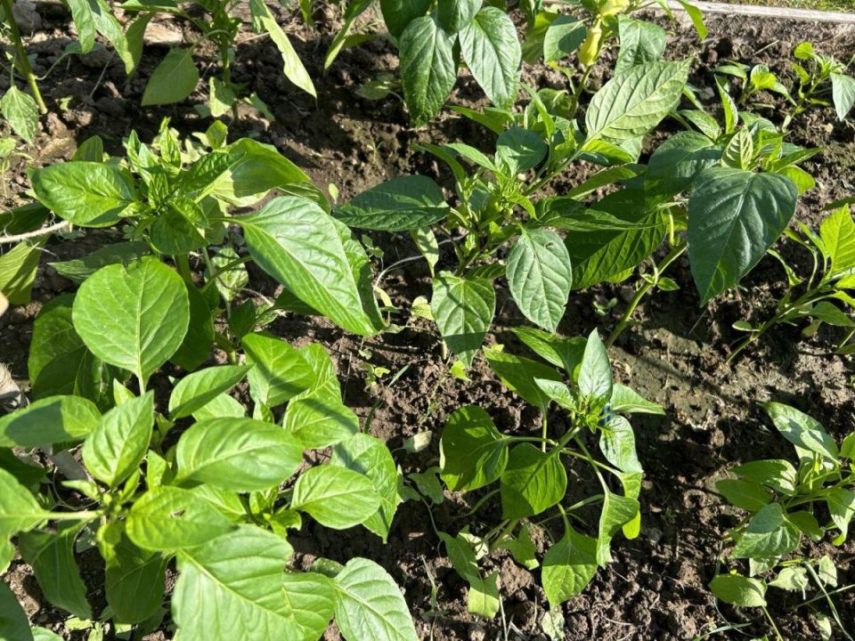 Как добиться щедрого урожая перца: секреты подготовки семян и ухода за рассадой