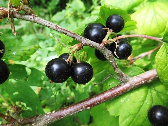 Ошибки, которых следует избегать при осенней посадке черной смородины