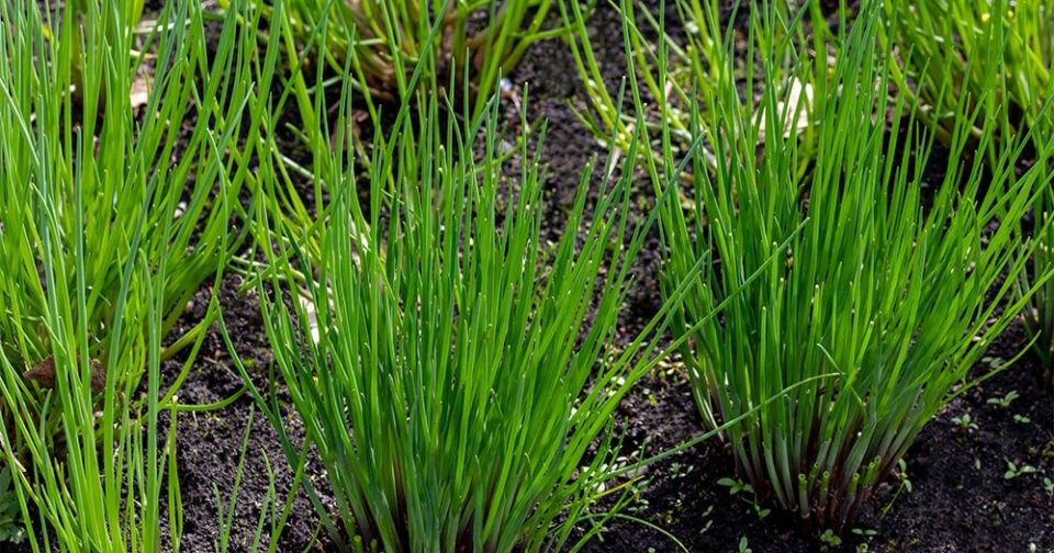 Как правильно подкормить лук: секреты для обильного урожая