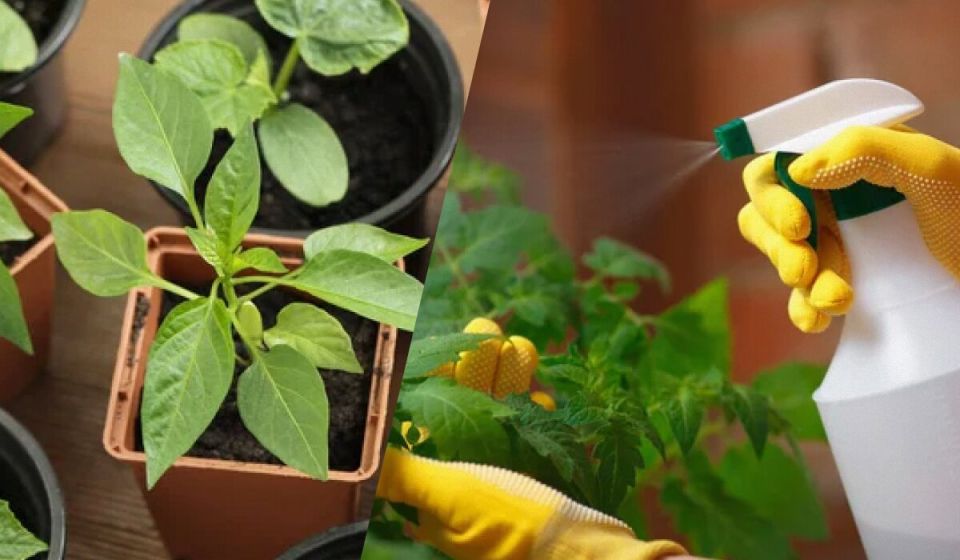 Как защитить рассаду от вредителей и болезней: простые решения для вашего огорода