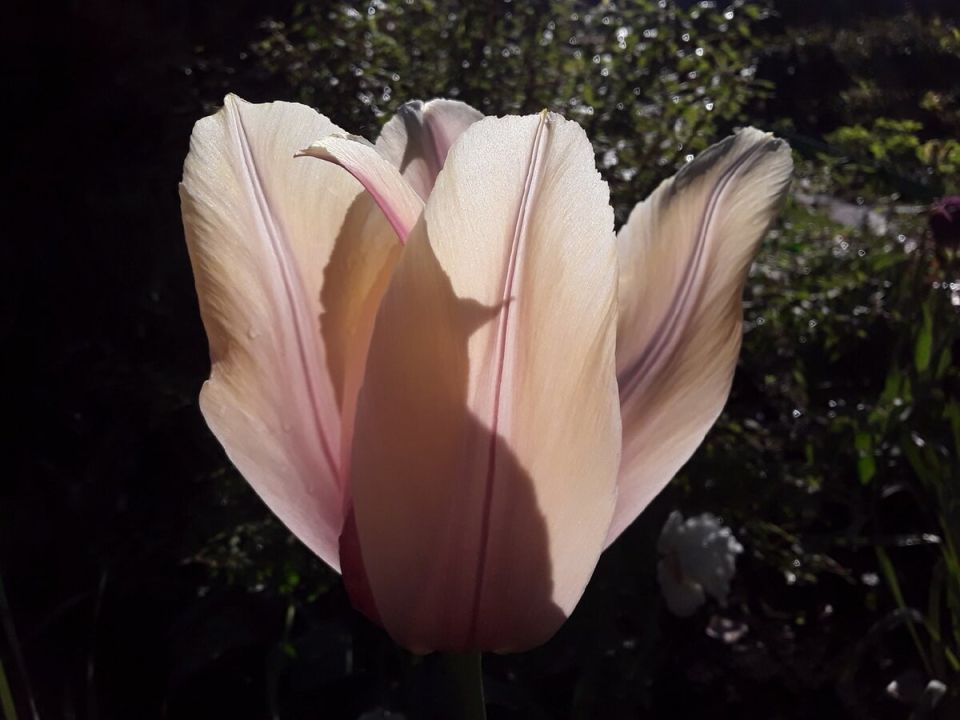 Весна в цветущем саду: рай для цветоводов