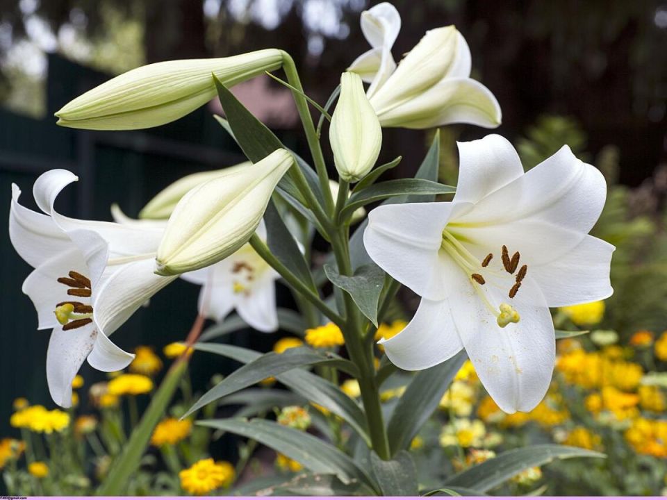 Как обеспечить лилиям надежную защиту и яркое цветение в период штурма вредителей?