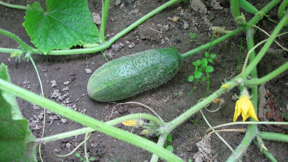 Как вырастить вкусные огурцы на подоконнике: секреты городского огородника