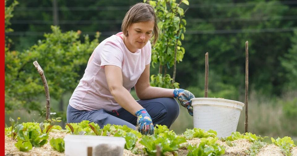 Нововведения для дачников: что теперь под запретом?