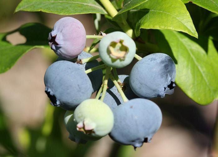 Секреты успешной голубики: как вырастить вкусный урожай в своем саду