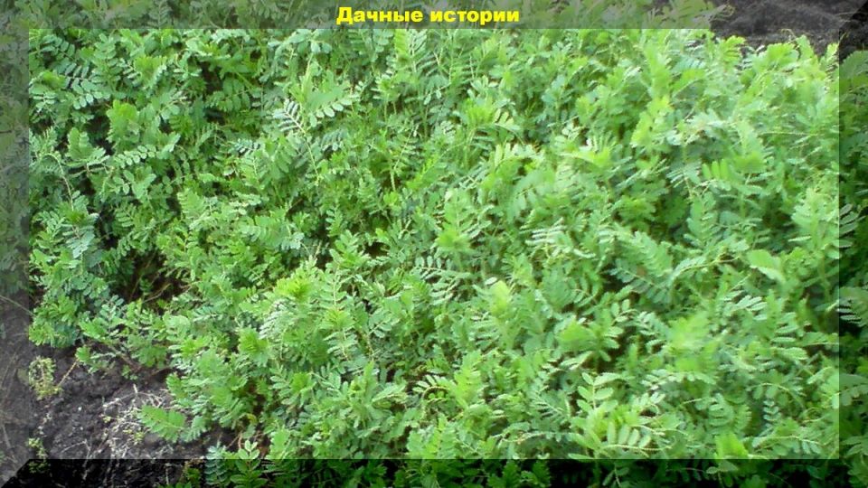 Сидераты: секреты успешного ухода за садом
