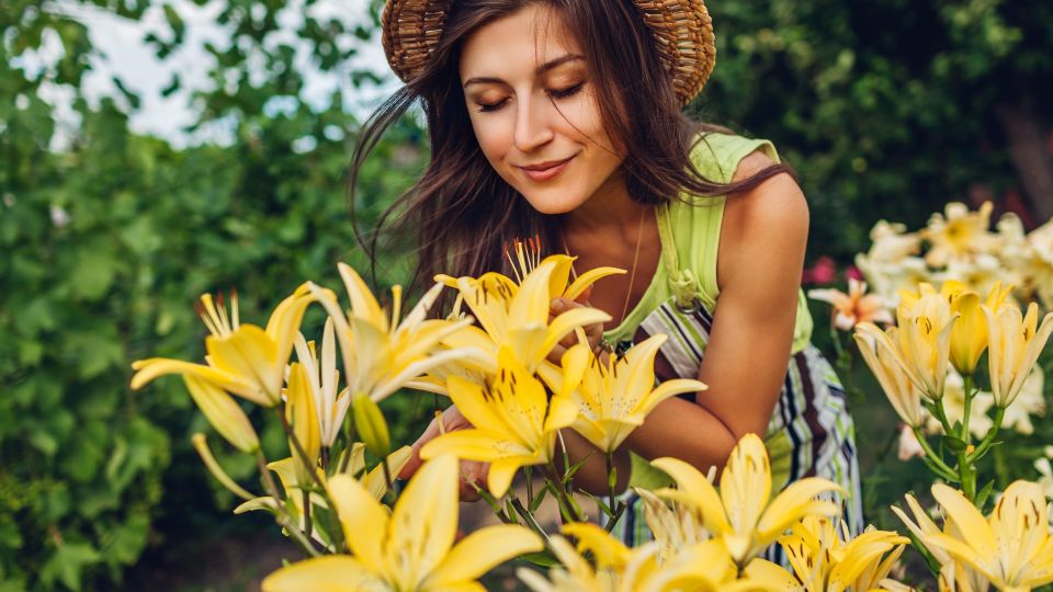 Лилии вырастут красивее, чем у соседок: внесите в почву всего одну подкормку