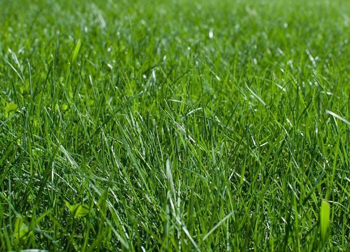 Новыевозможности для вашего участка: альтернативы газону без лишнего ухода