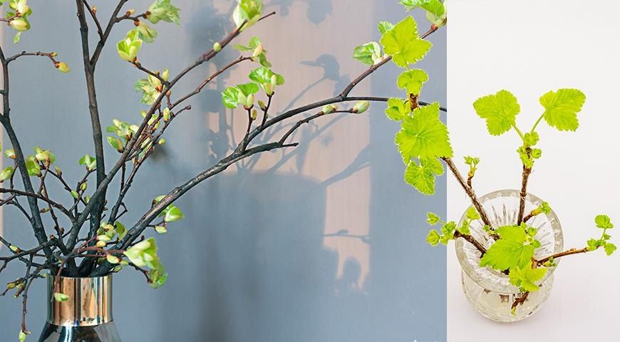 Зимняя выгонка кустарников: секреты цветения в холодное время года