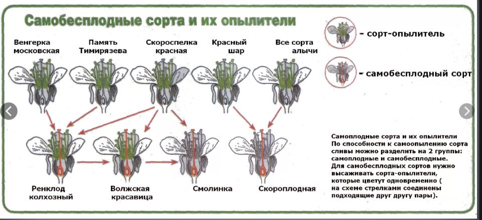Проблемы со сливами: Упадок завязи и его причины