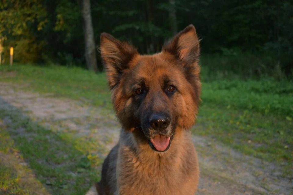 Могут ли собаки смеяться? Открываем тайны собачьего юмора